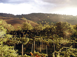 colline Ashram
